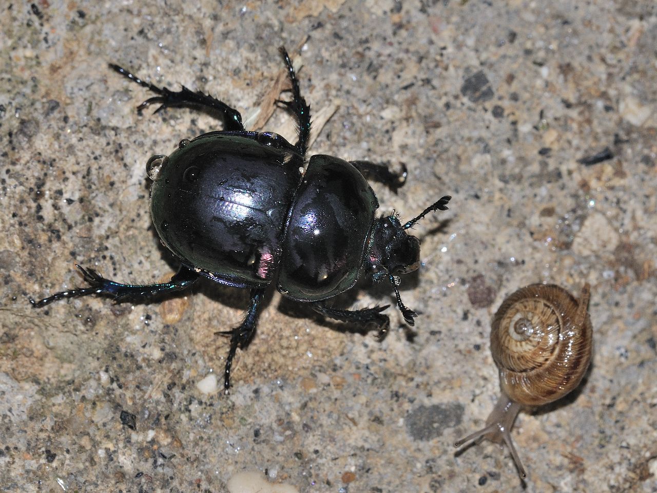 Jekelius intermedius?  No, Trypocopris pyrenaeus